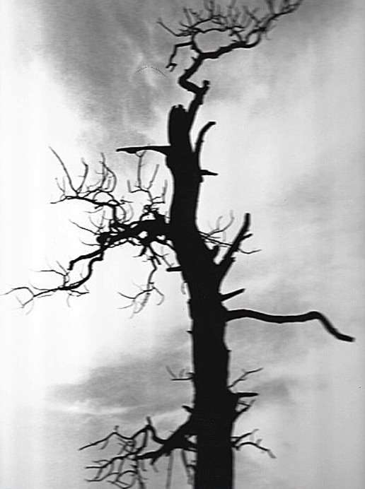 A mature burnt Ponderosa pine still stands in the early '90s at the entrance to Smiley Canyon after the 1989 Fort Robinson fire. A wildfire swept the same area again this month as communities take precautions such as fireworks bans.