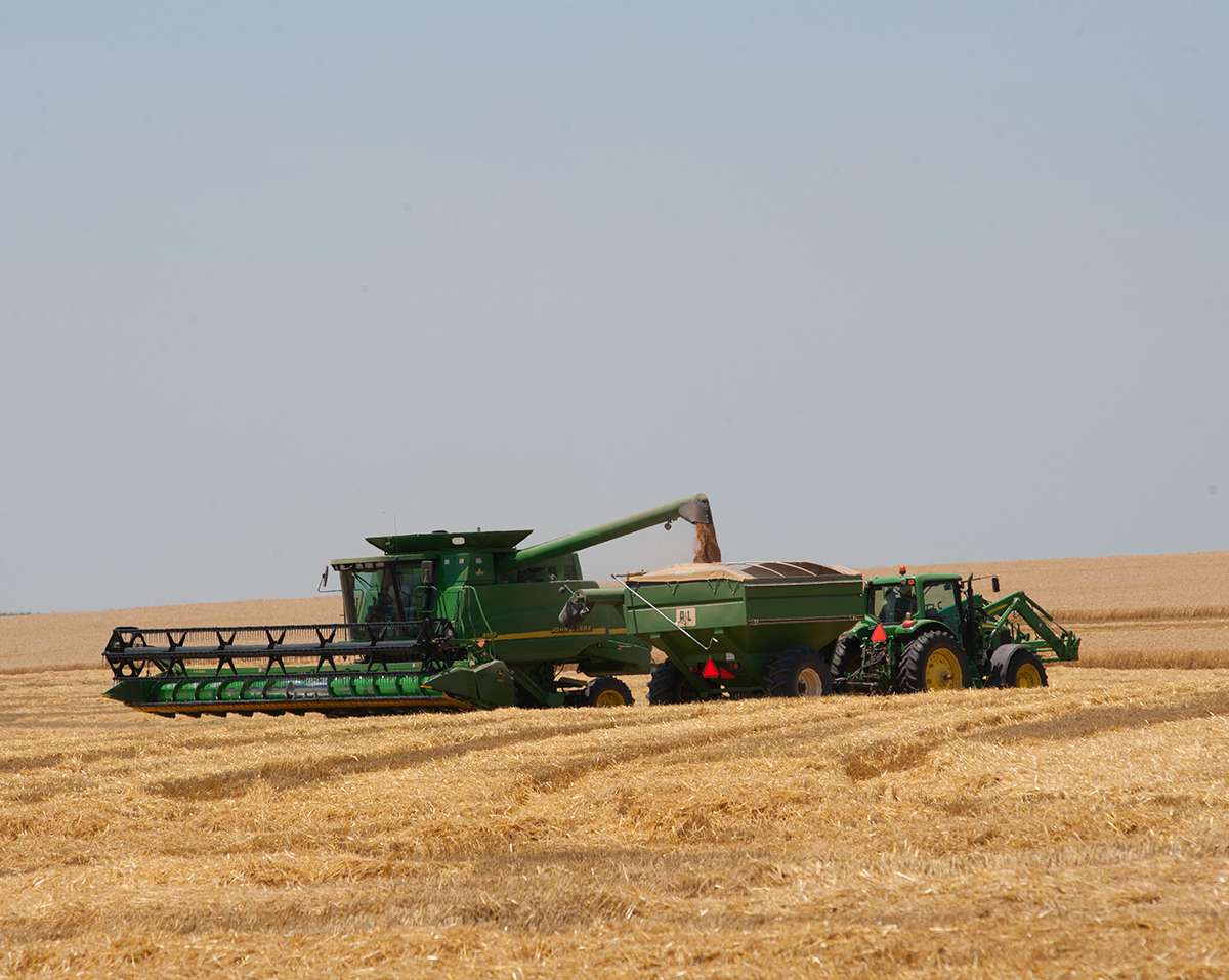 A new multistate study involving K‑State researchers highlights how cover crops planted after wheat harvest can create grazing opportunities, improve soil health and add flexibility for livestock producers — while managing the risks of drought, frost and variable yields. (Photo courtesy K-State News and Communications)