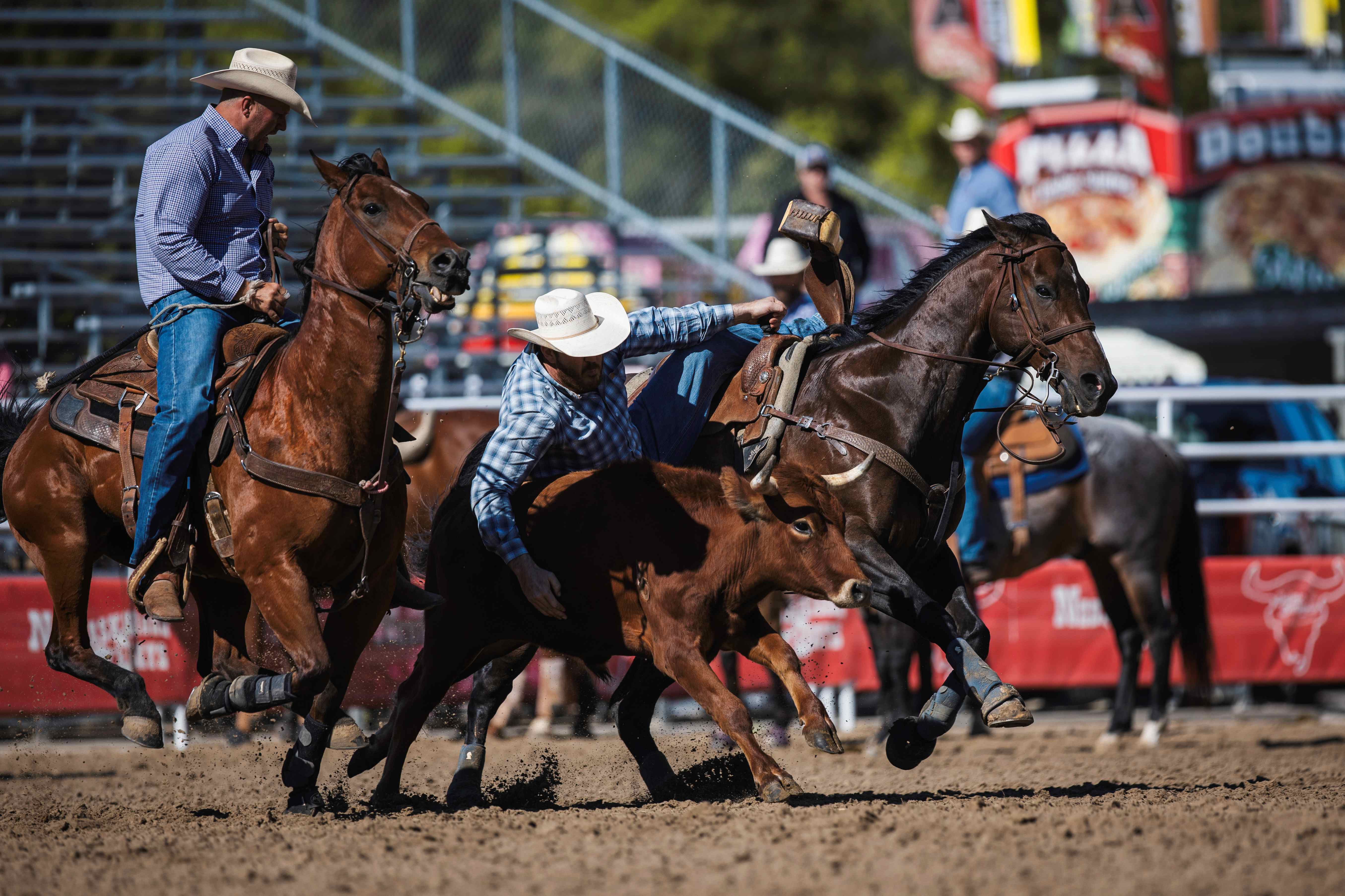 Jacob Edler is the 2026 Buffalo Bill Rodeo champion. The 2020 World Champion steer wrestler had an aggregate time of 11.3 seconds on 2 head to win the title. Photo by Clay Guardipee, Rodeo Ready.