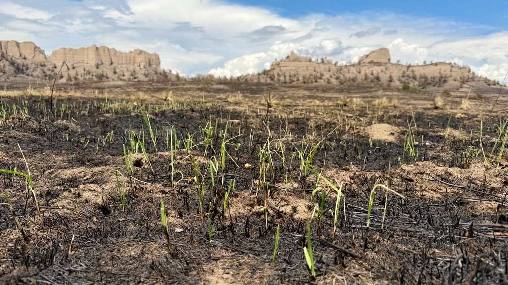 New grasses emerge on the burn area. Photo taken 6.21.2026 – US Forest Service Photo.
