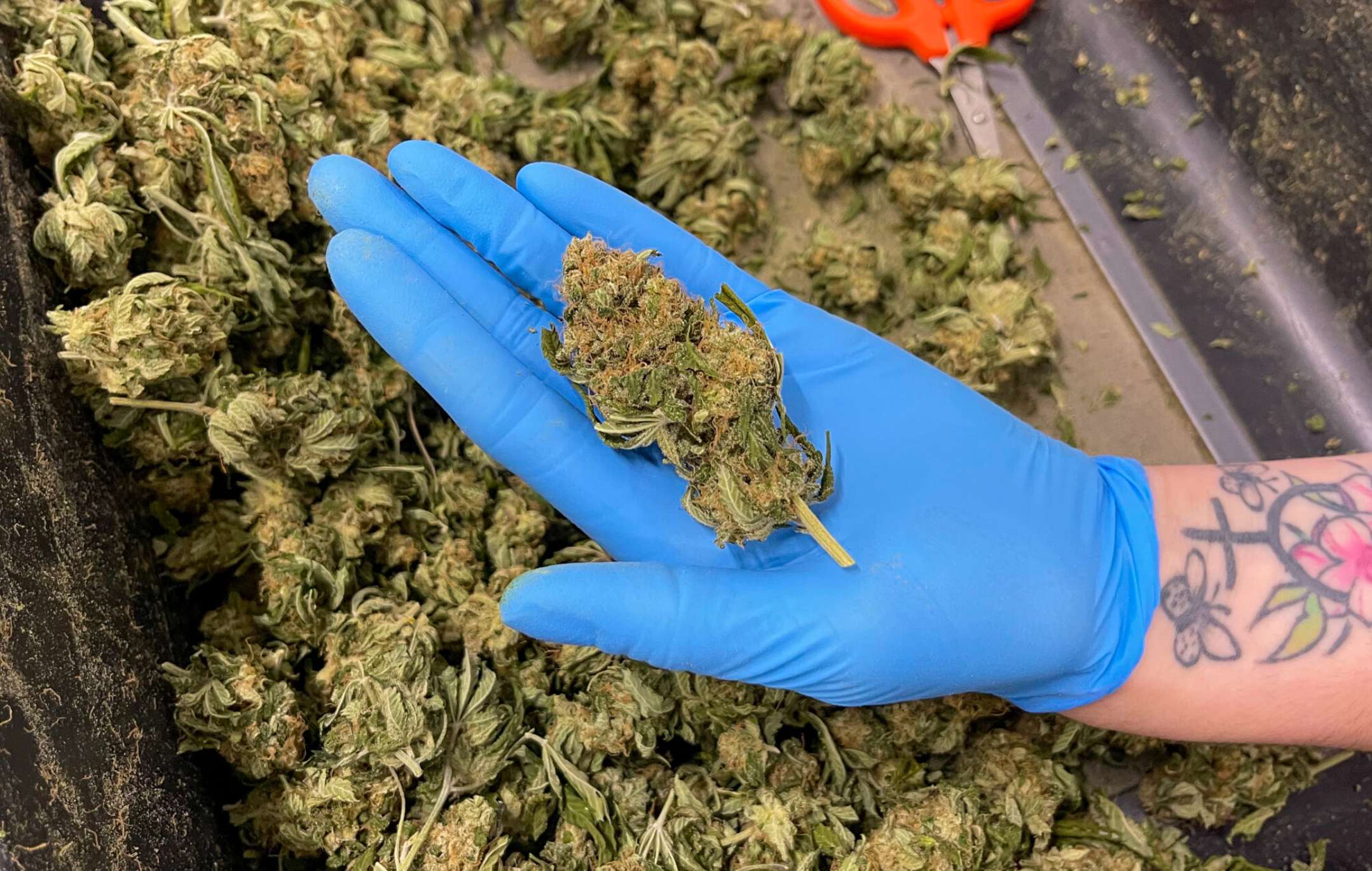  An employee of Robust Cannabis shows cannabis grown at their facility in Cuba, Missouri (Rebecca Rivas/Missouri Independent).