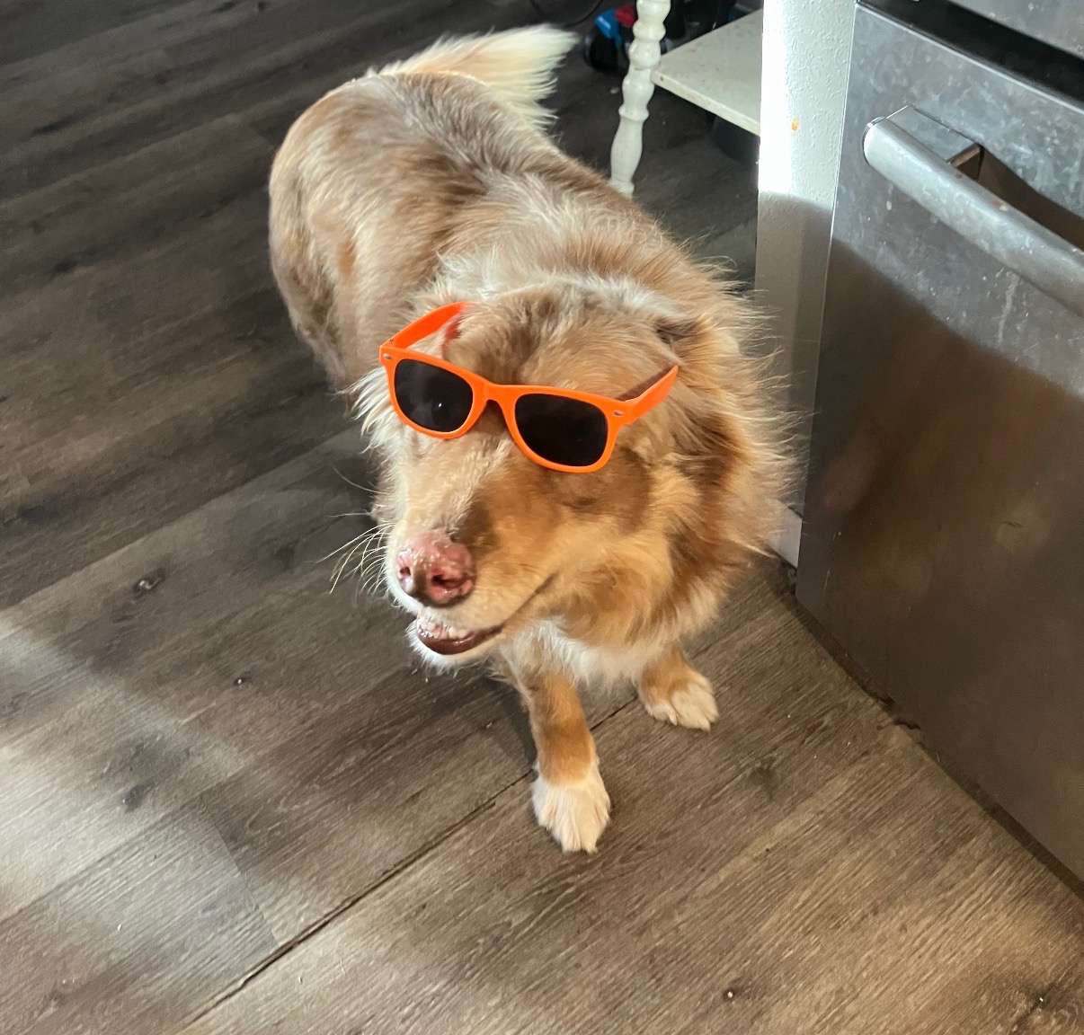 Diesel is a border collie and Australian shepherd mix who likes to wear sunglasses. Courtesy photo from Jordan Gabel. 