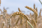 🎙 Hays area wheat harvest is winding down 