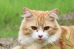 POST PODCAST: Alley Cat Campus