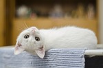 Alley Cat Campus helping cats in Alliance area