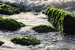 Public health advisories for Kansas lakes due to blue-green algae