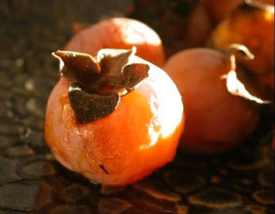 MDC’s northwest regional office in St. Joseph will be buying bulk native fruit and seeds from the public for a variety of tree and shrub species around northwest Missouri, such as ripe persimmons (shown)/ Photo courtesy of the Missouri Department of Conservation