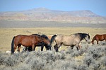 Wild Mustang program extended