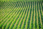 Crop Water Use for June 30 to July 7