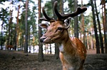 Participate in Deer Exchange to donate or receive venison