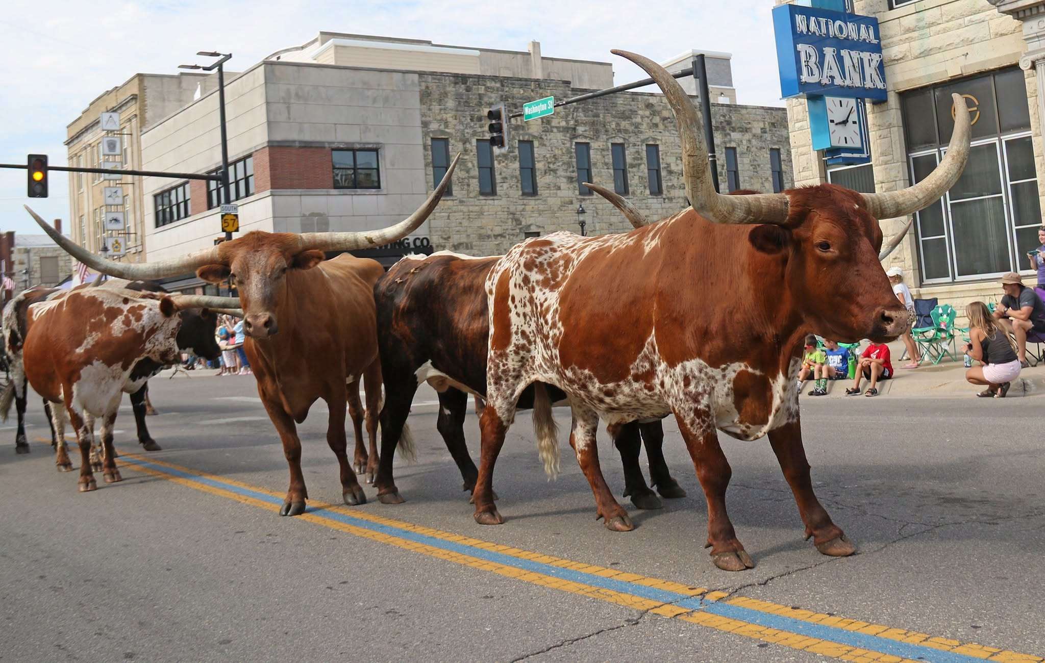 Cattle Drive - Downtown JC 2024 - (Main Street Photo)