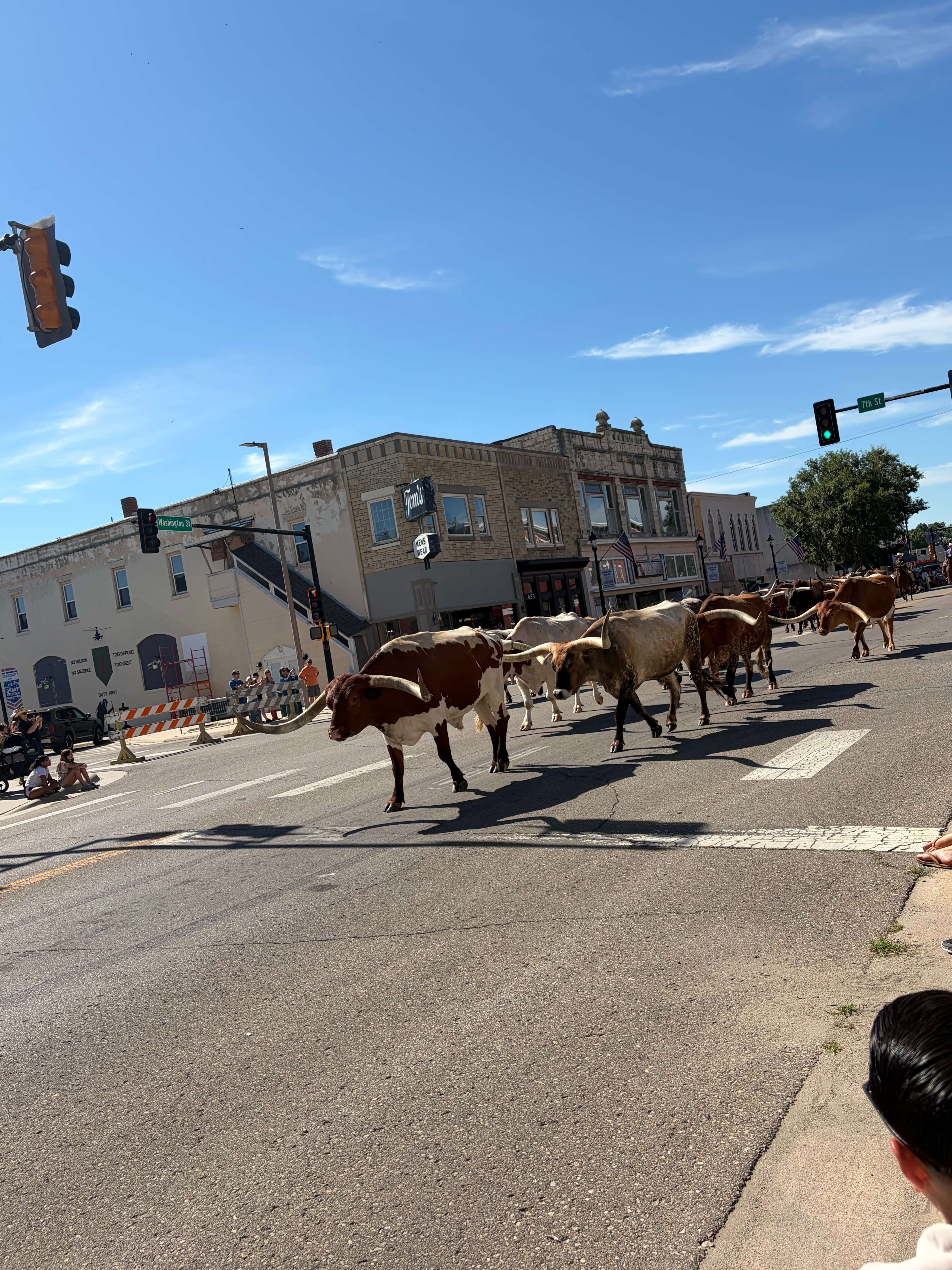 18 Longhorn Cattle parade down Washington Street in Junction City for their 2026 Cattle Drive.