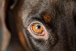 Kansas City man admits hosting interstate dogfighting parties