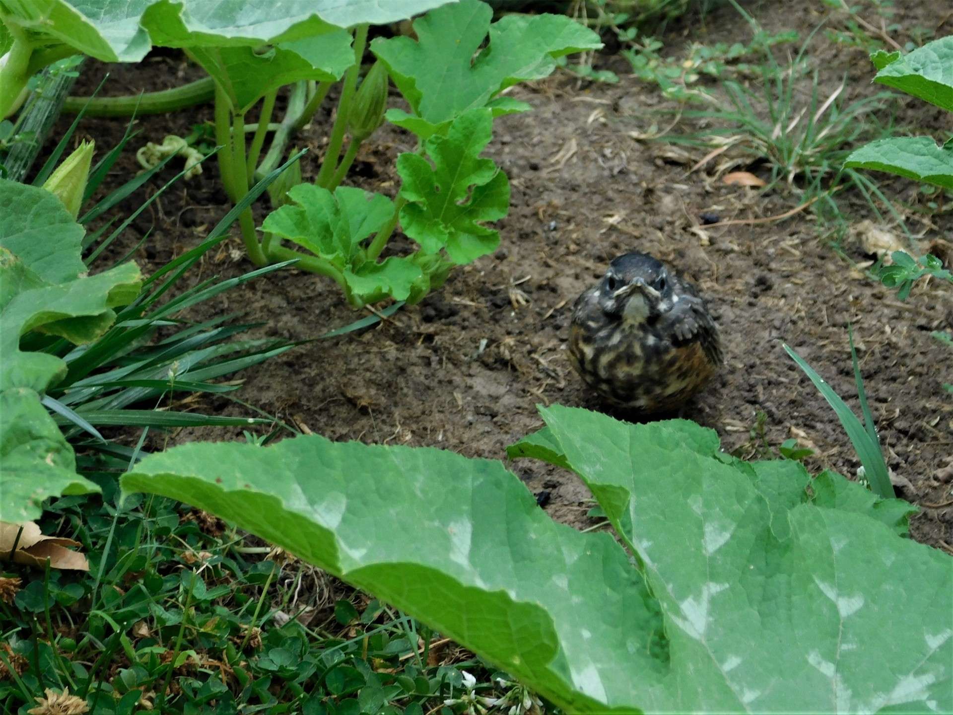 Fledgling robin. Photo courtesy Karen Madorin 