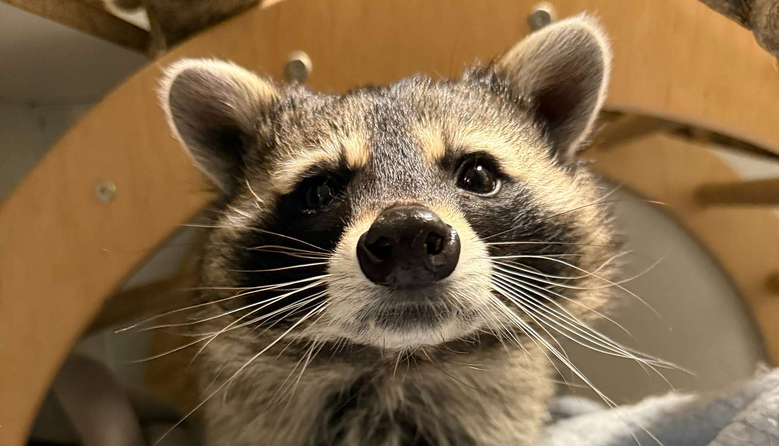 One of the new residents in the Sternberg Museum's Discovery Room, Raspberry the raccoon. Courtesy photo