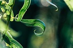 Plant Propagation Program to be held in Alliance 