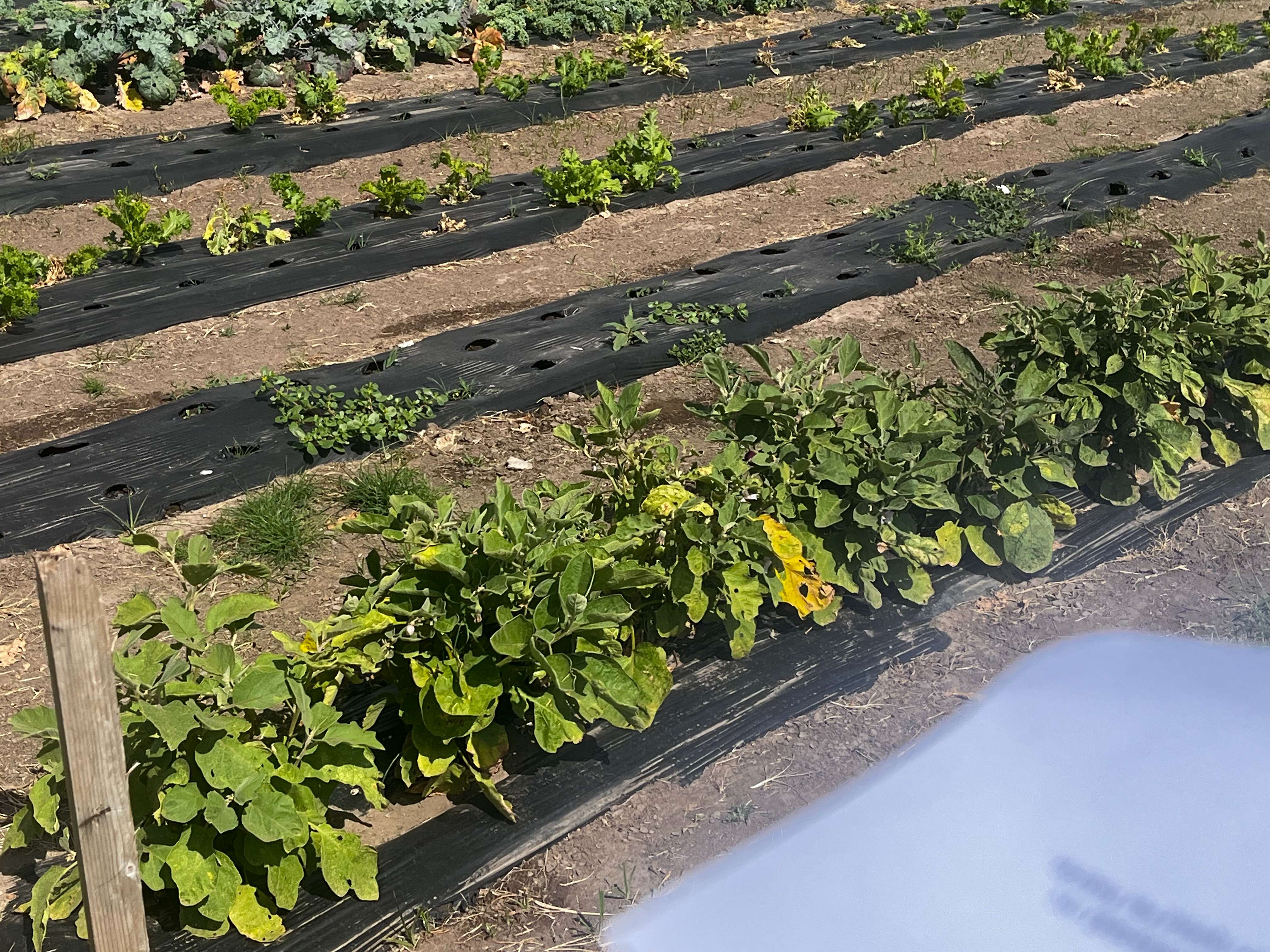 The Garden for Good program at Hutchinson Correctional Facility produced 38,000 pounds of produce to be used in the prison and distributed to agencies in Reno County.