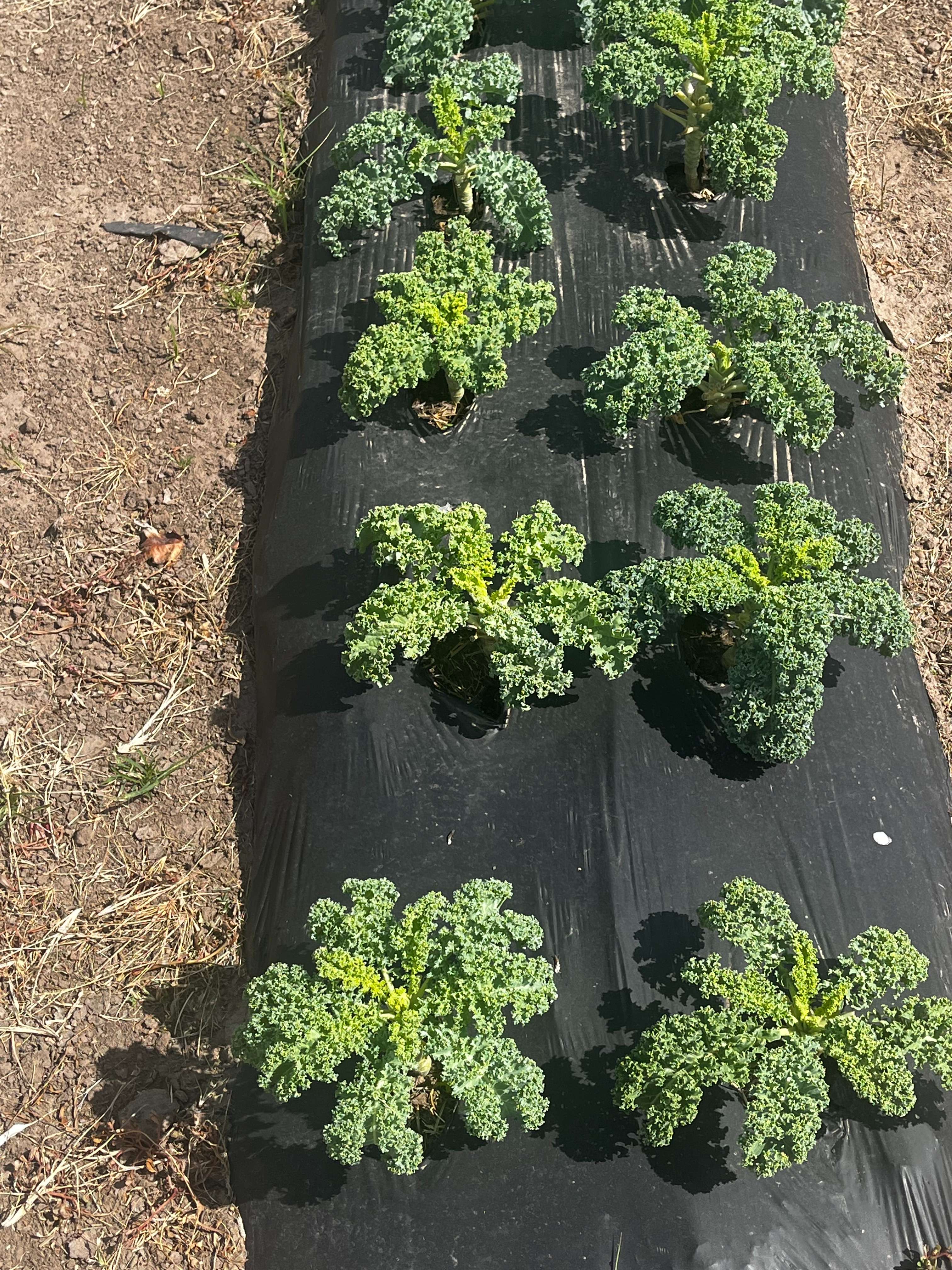 The Garden for Good program at Hutchinson Correctional Facility produced 38,000 pounds of produce to be used in the prison and distributed to agencies in Reno County.