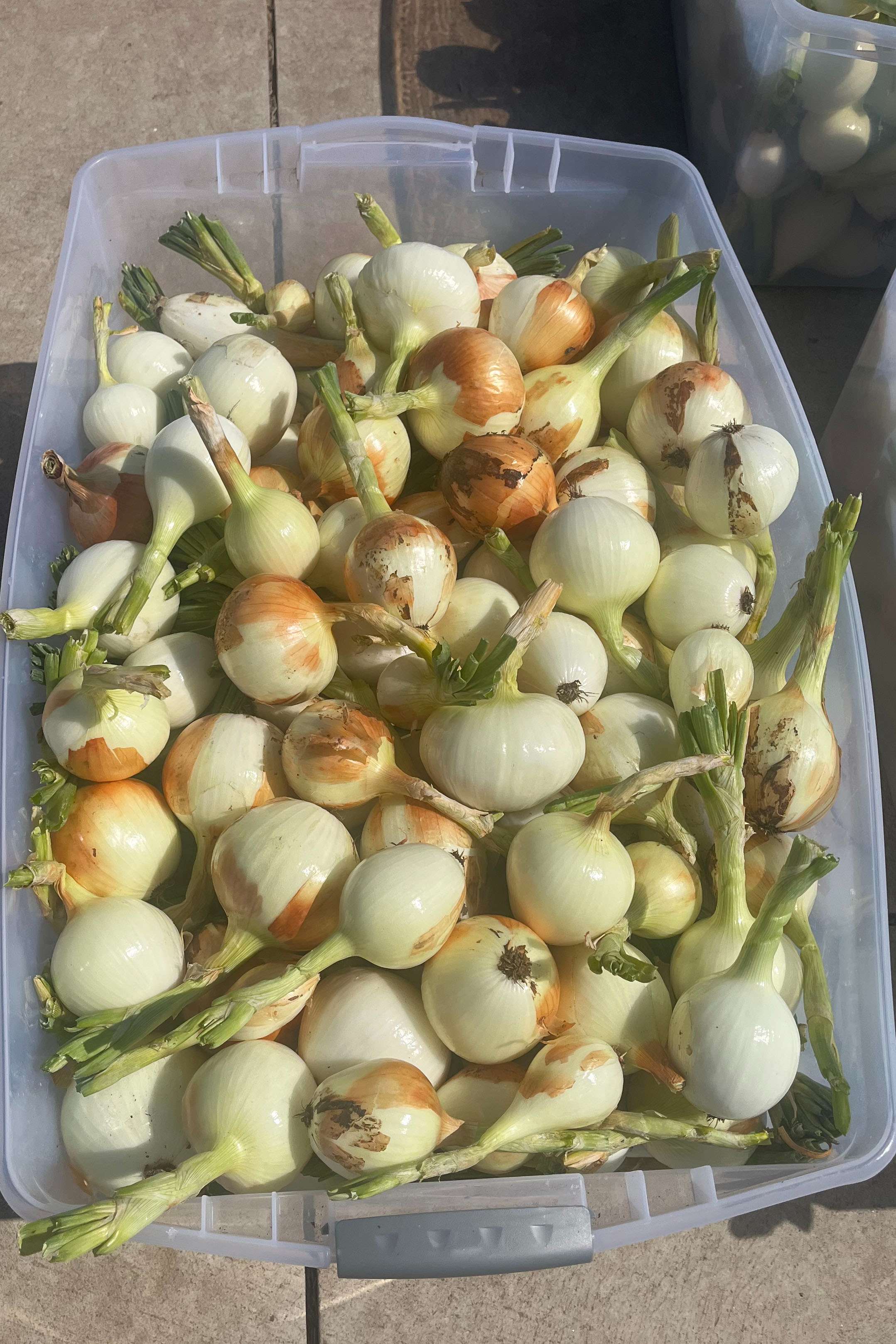 The Garden for Good program at Hutchinson Correctional Facility produced 38,000 pounds of produce to be used in the prison and distributed to agencies in Reno County.