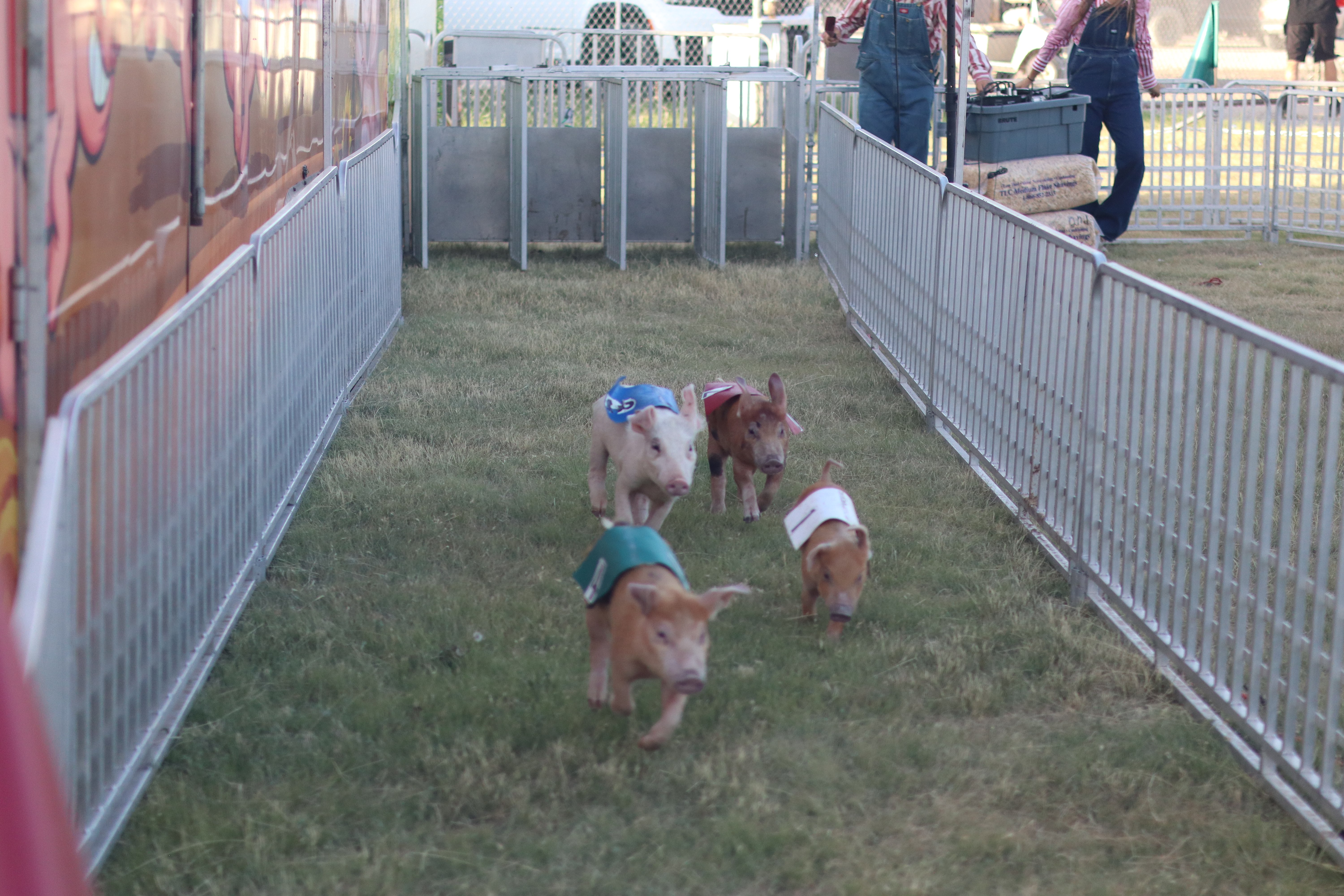 Squeals on Wheels featuring Dale OinkHeart Junior, Brad Pig, Arnold Swarzenogger and Kermit the Hog.