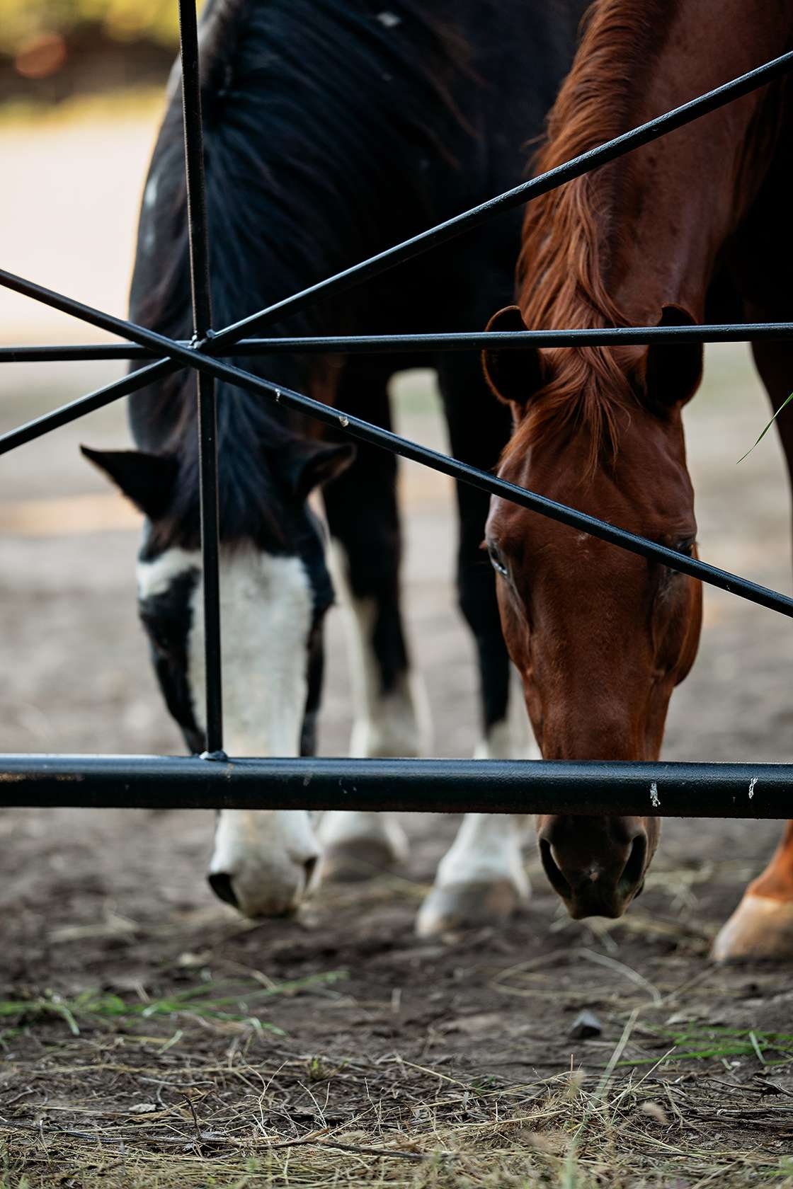 Deanna Rupp, therapist, said horse therapy can also help build self-esteem and confidence. It can also help clients to be mindful.
