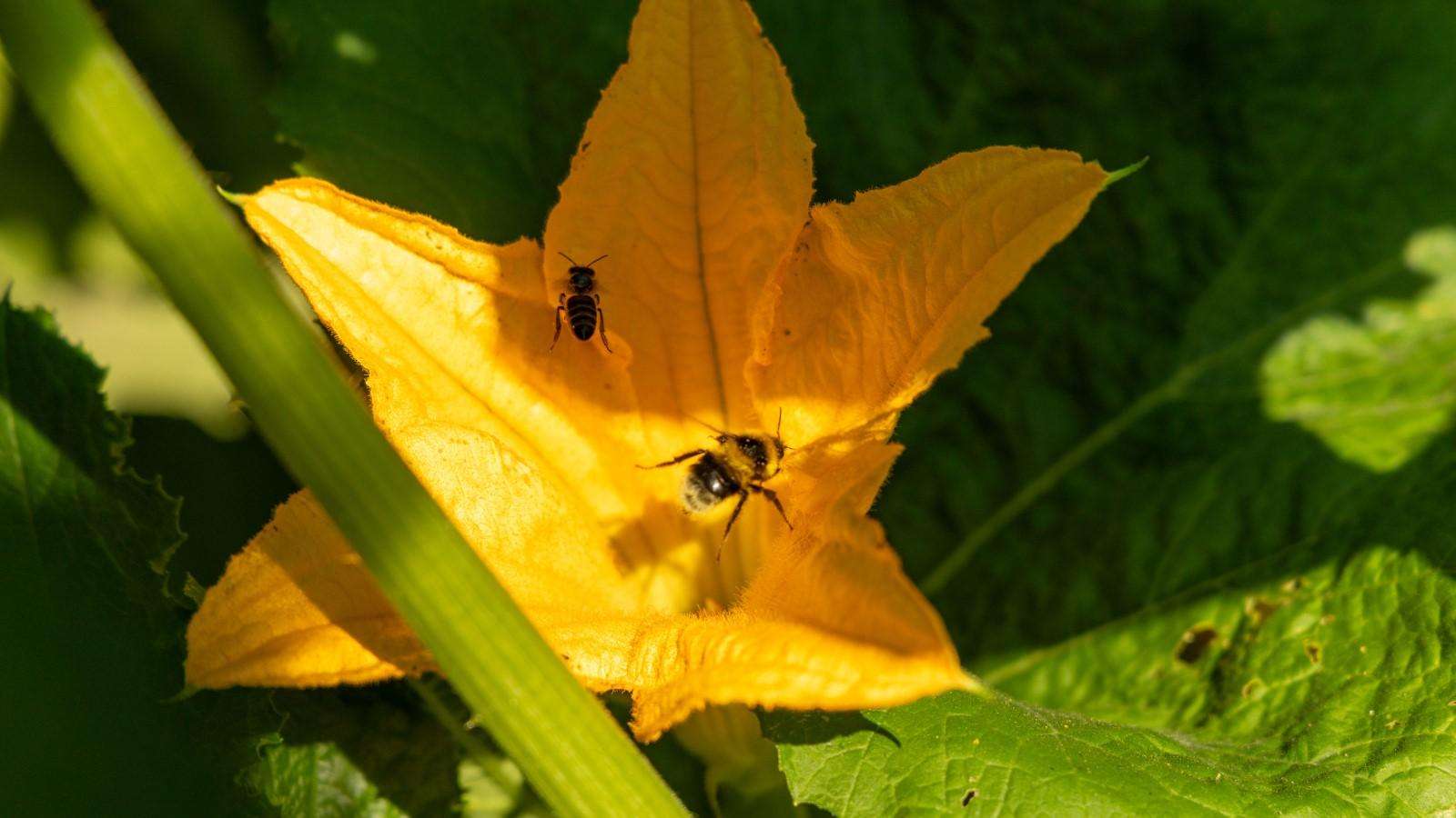 Squash blossom. Photo courtesy University of Maryland Extension&nbsp;