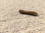 Western Bean Cutworm trapping in the Panhandle, Southwestern Nebraska