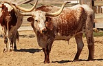 Longhorns and Legends Brings the Old West to Live in Abilene Aug. 15 - 16