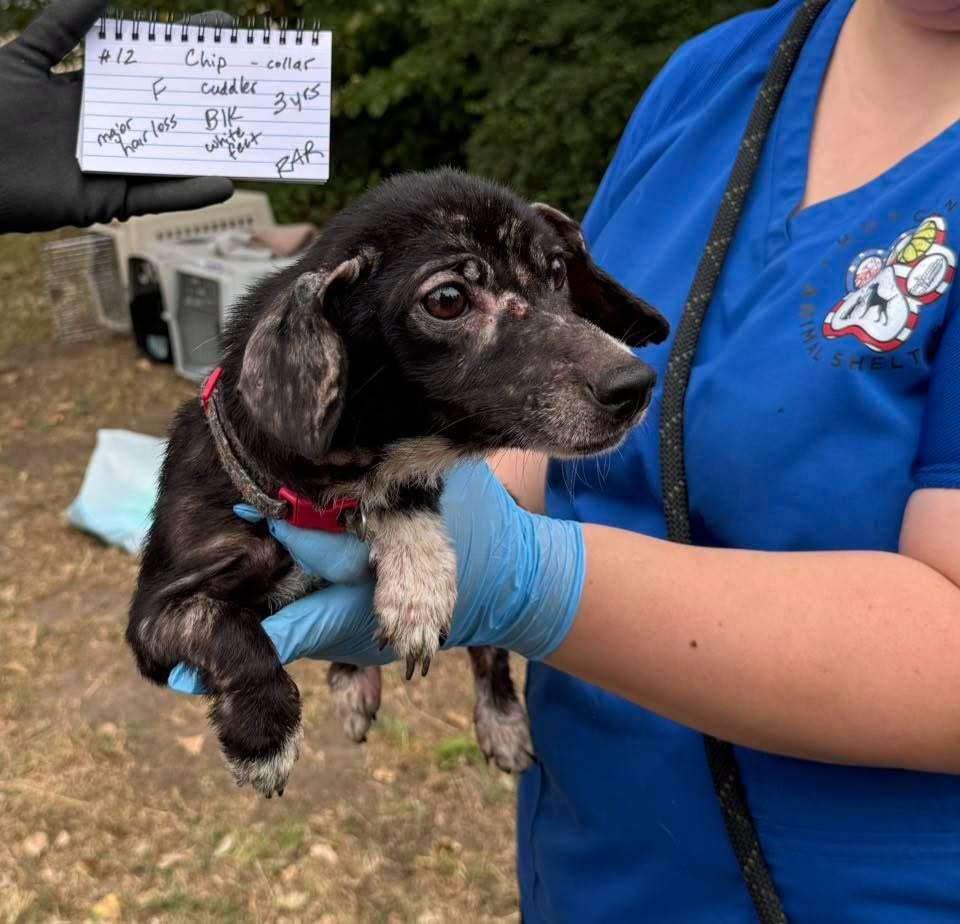 (Courtesy Redemption Animal Rescue)