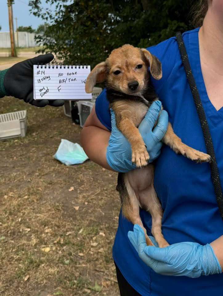 (Courtesy Redemption Animal Rescue)