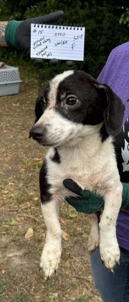 (Courtesy Redemption Animal Rescue)