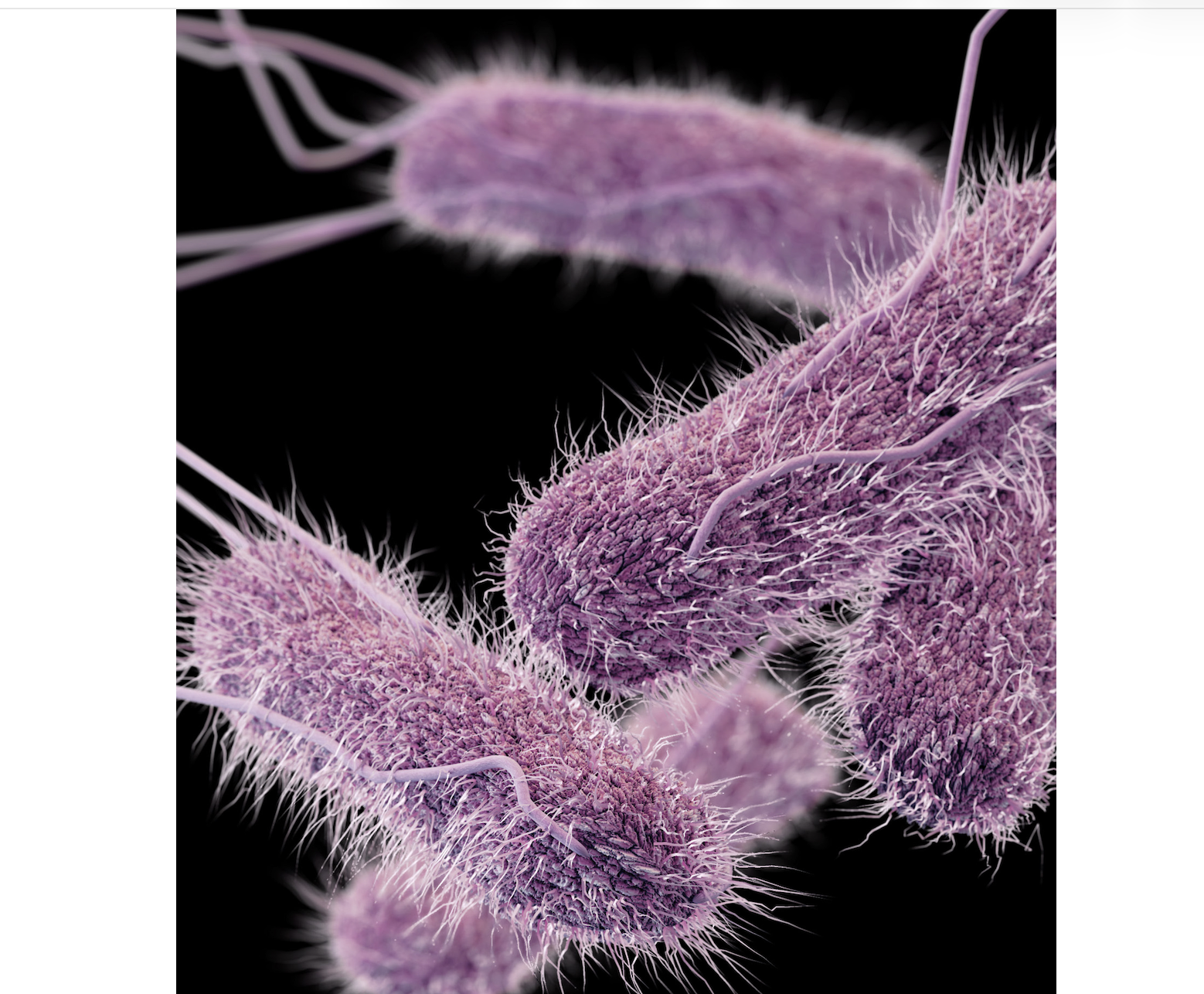Salmonella CDC image
