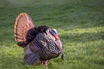 Nebraska fall turkey permits available beginning Aug. 10