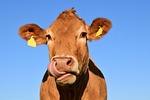 Box Butte Co. Fair Beef results 