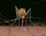 Panhandle mosquitoes test positive for West Nile virus