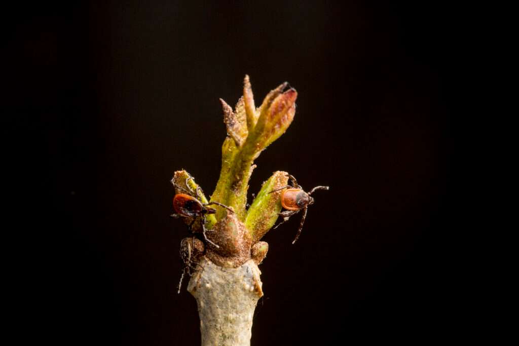Several ticks rest on top of a plant. New research suggests that mice, not deer, are closely linked to increases in young ticks, while large acorn crops can help predict higher tick numbers two years later. (Photo by Robin Moore/Cary Institute of Ecosystem Studies)