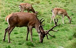 MDC announces new regulations for deer season