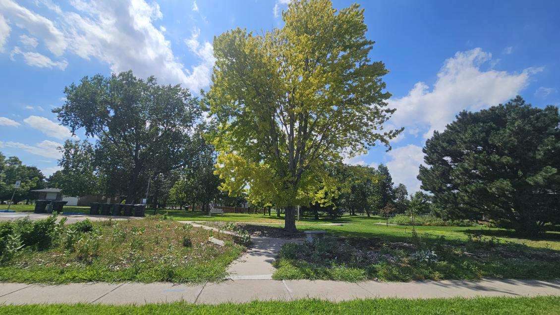 Before: The Rose Klemm Memorial Rose Garden at Centennial Park had become overgrown and in need of rejuvenation before the restoration project. (Courtesy Photo)
