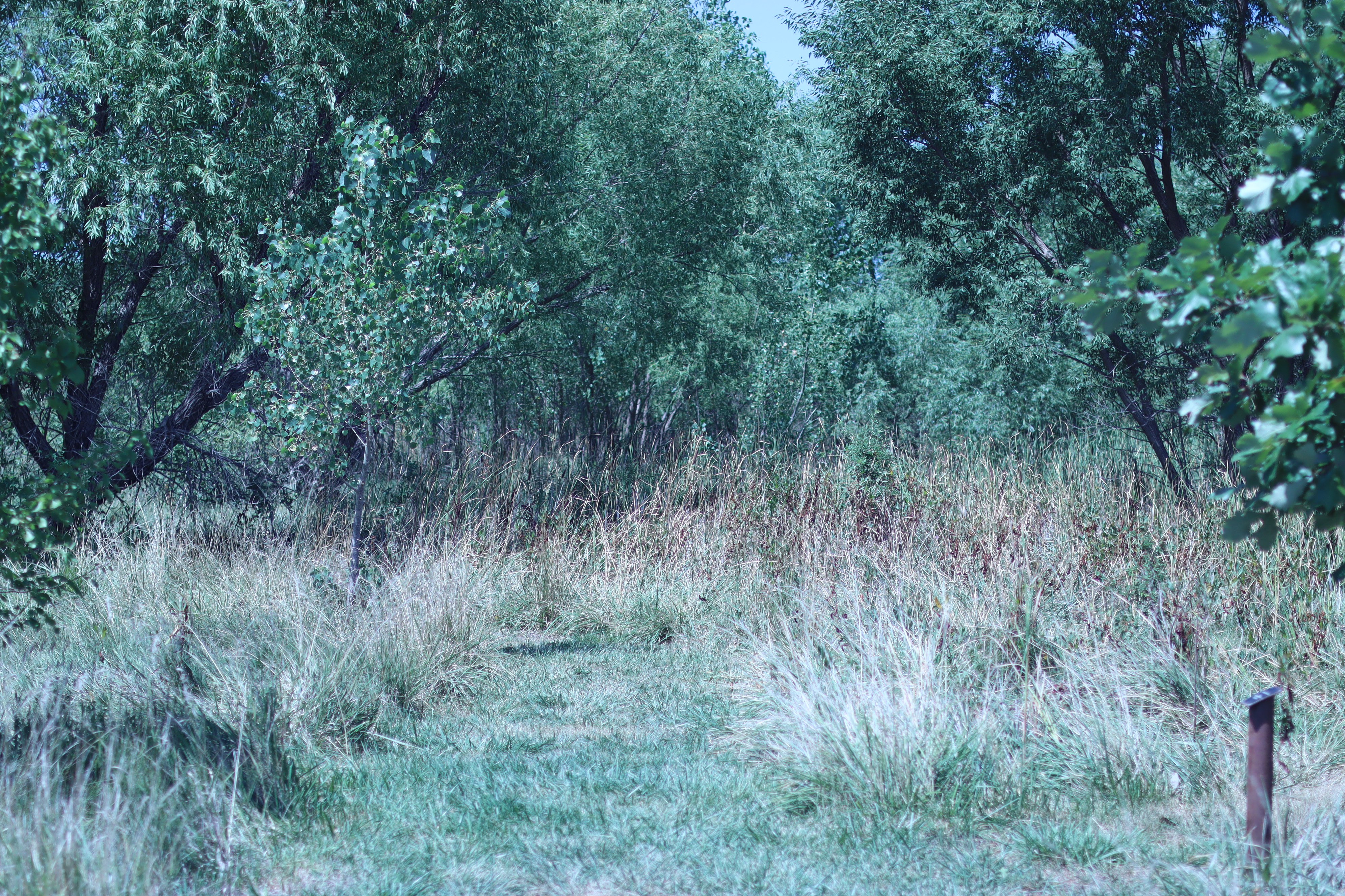 Above is a view along the Vineyard Park Nature Trail in Hays, highlighting the trees, surrounding nature and the path that winds through the area. Photo by Alin Hett/Hays Post.&nbsp;<br>