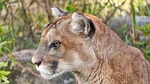 Commissioners approve 2027 mountain lion season