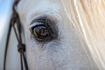 Panhandle Horse Tests Positive for West Nile Virus