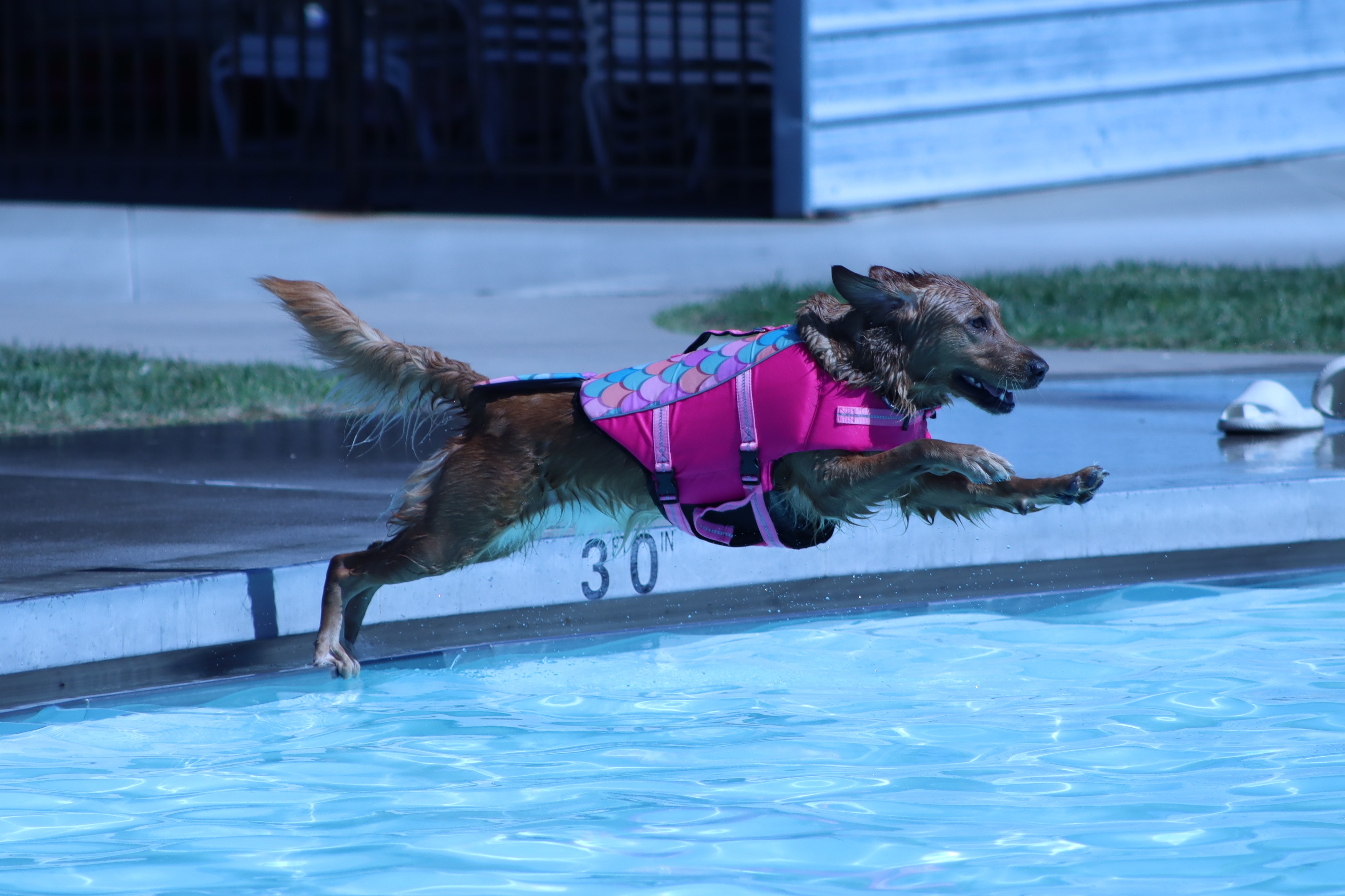Maple, a 3 year old Golden Retriever wearing a colorful floatation device dives into the water for the annual Dog Swim at the Hays Aquatic Park. Photo by Alin Hett/Hays Post&nbsp;
