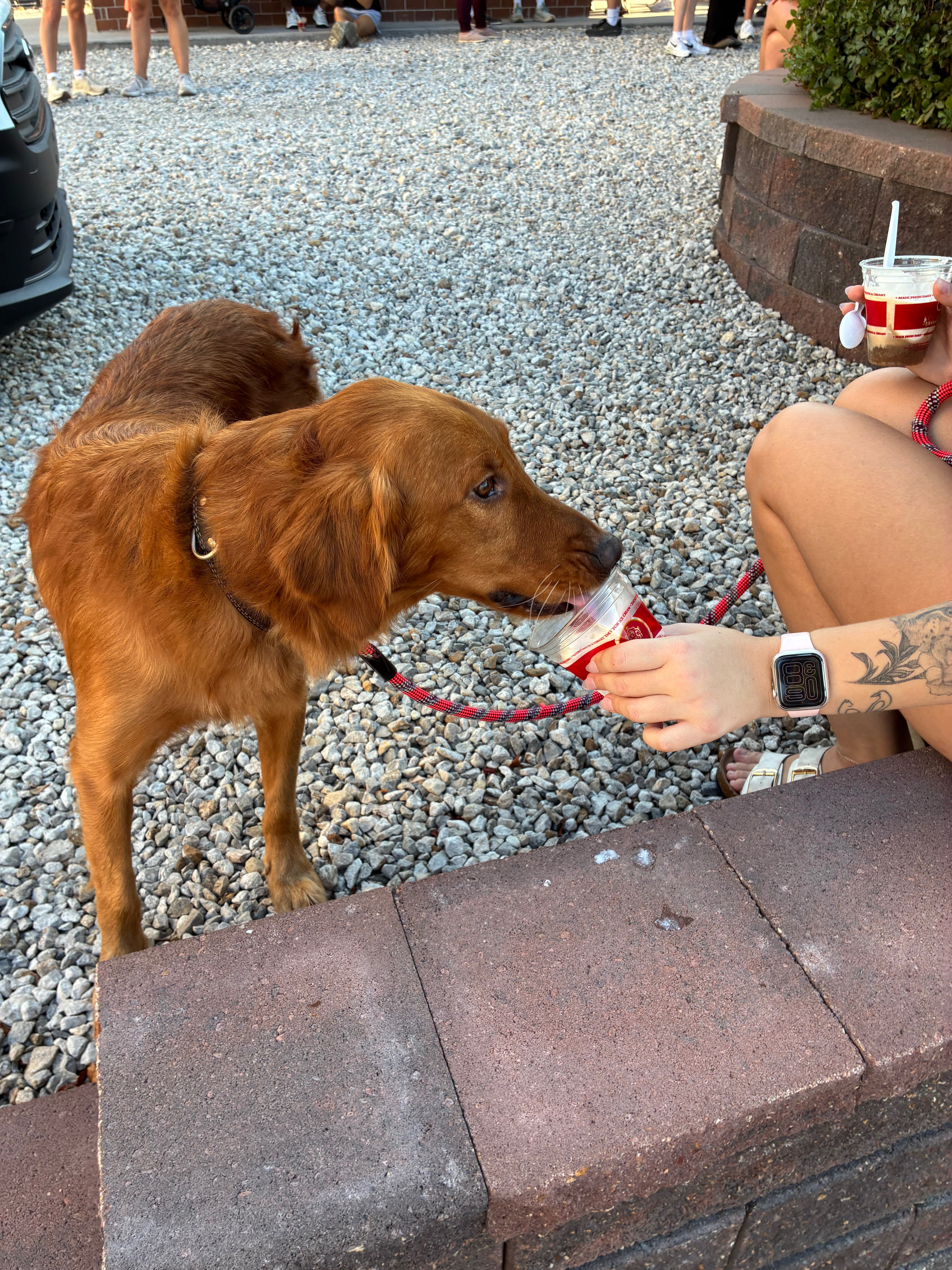 Boomer, a 3 year old Golden Retriever eating a pup cup at March 2 Main 2026