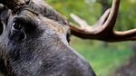 Moose dies in Panhandle accident 