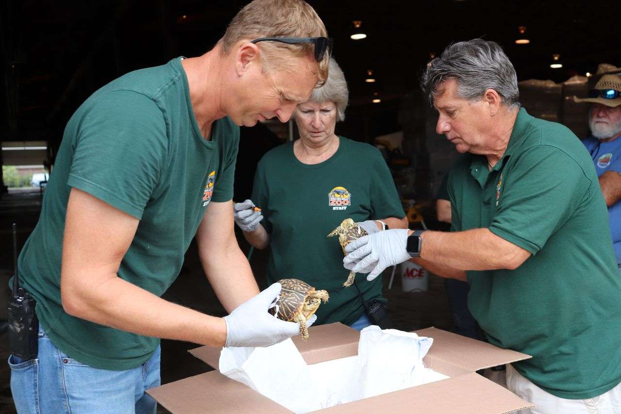 Rolling Hills Zoo receiving the initial confiscated turtles - Rolling Hills Zoo photo