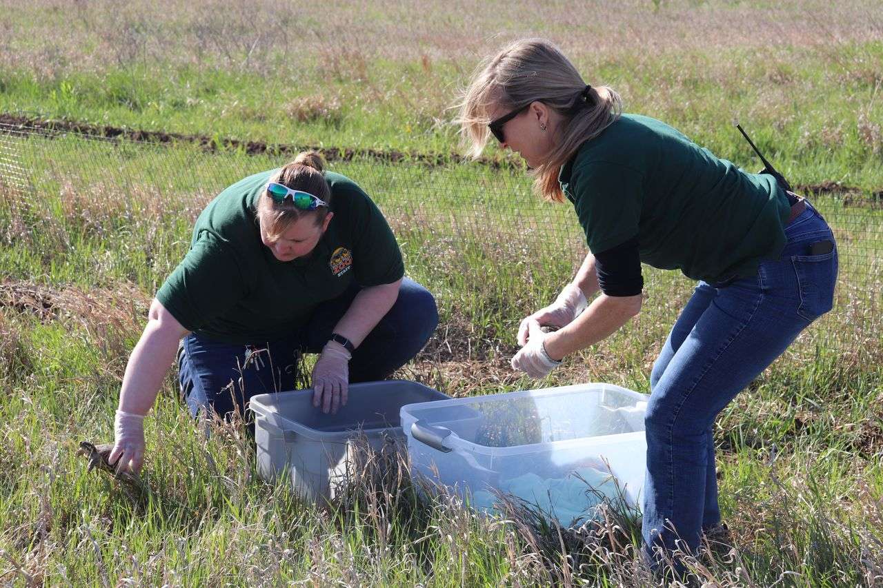 Moving turtles to outdoor facilites - Rolling Hills Zoo