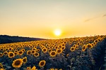 MU Extension to host program on sunflowers