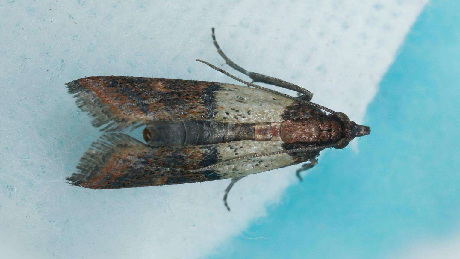 Indian Meal Moth. Photo by University of Maryland Extension