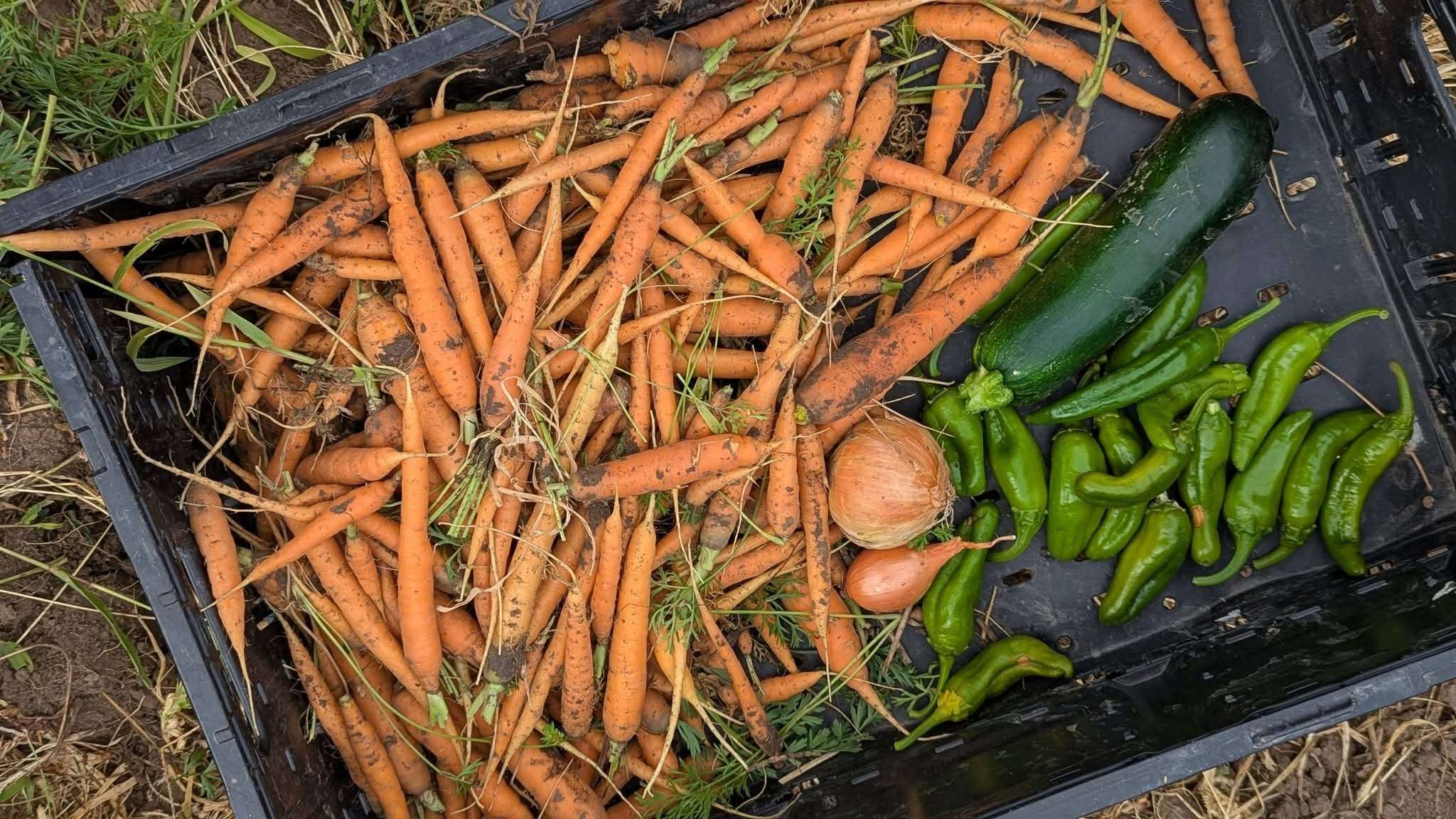 This container of carrots, onions, zucchini, and green peppers was the latest delivery to the St. Joseph Food Pantry. The food is washed before it is taken to the pantry. Courtesy photo Melissa Pinkney