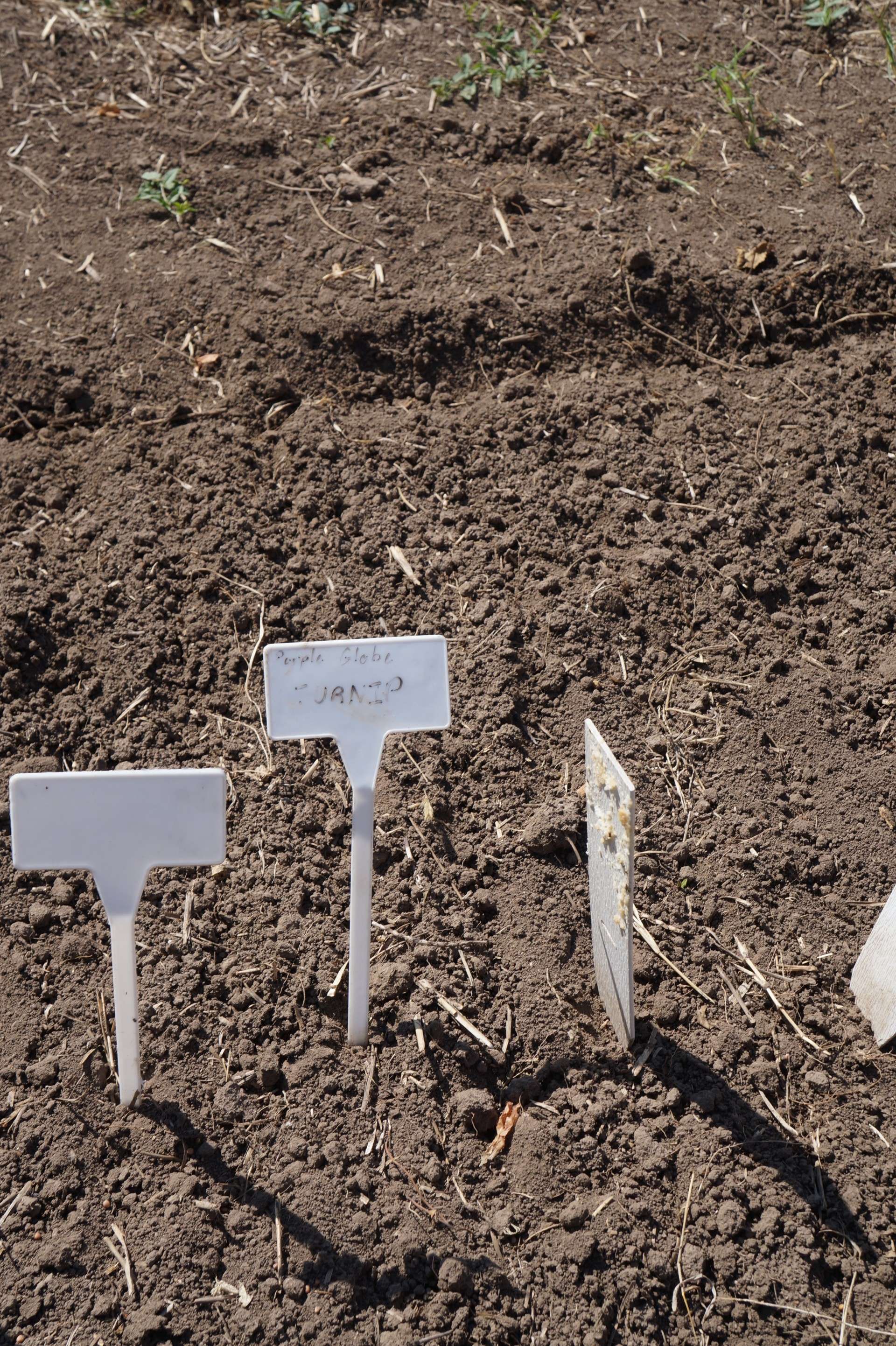 Signs, such as this turnip sign, pinpoint where in the Thomas More Prep-Marian School garden each item is planted. Photo by Linn Ann Huntington.jpg